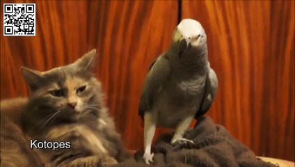 ▶ Попугай окончательно оxpенел, кошка в шоке!