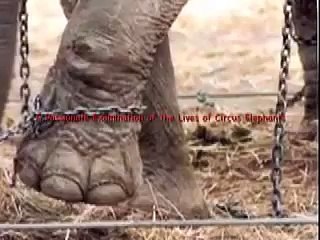 Circus Cruelty- Anti-Elephant Abuse Speech