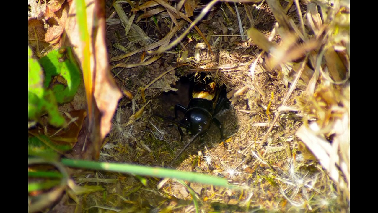 Chant du grillon  des champs ou grillons champêtre.( Gryllidae )