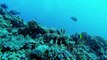 Scuba Diving Cod Hole, Great Barrier Reef. Gopro hero3 Black