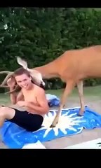New Animal Funny Videos 2015 Oh Deer Funny Videos
