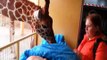 Giraffe says goodbye with a Kiss (Rotterdam) [HD] | RocoNews24