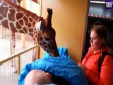 Giraffe says goodbye with a Kiss (Rotterdam) [HD] | RocoNews24
