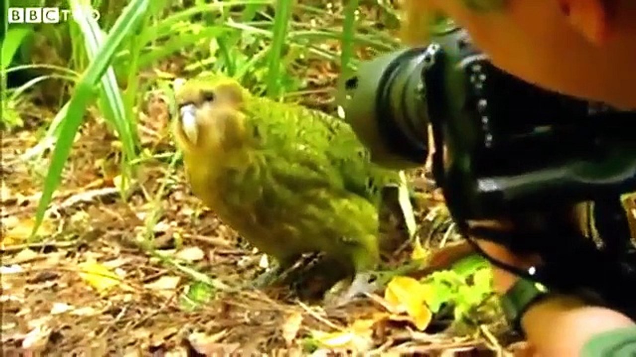 Kakapo