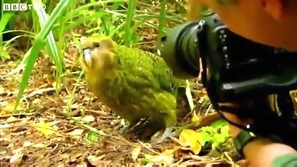 Kakapo