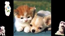 Funny Videos Of Pet Animals Animal Compilation Video Of Funny Clips Funny Pictures And Captions