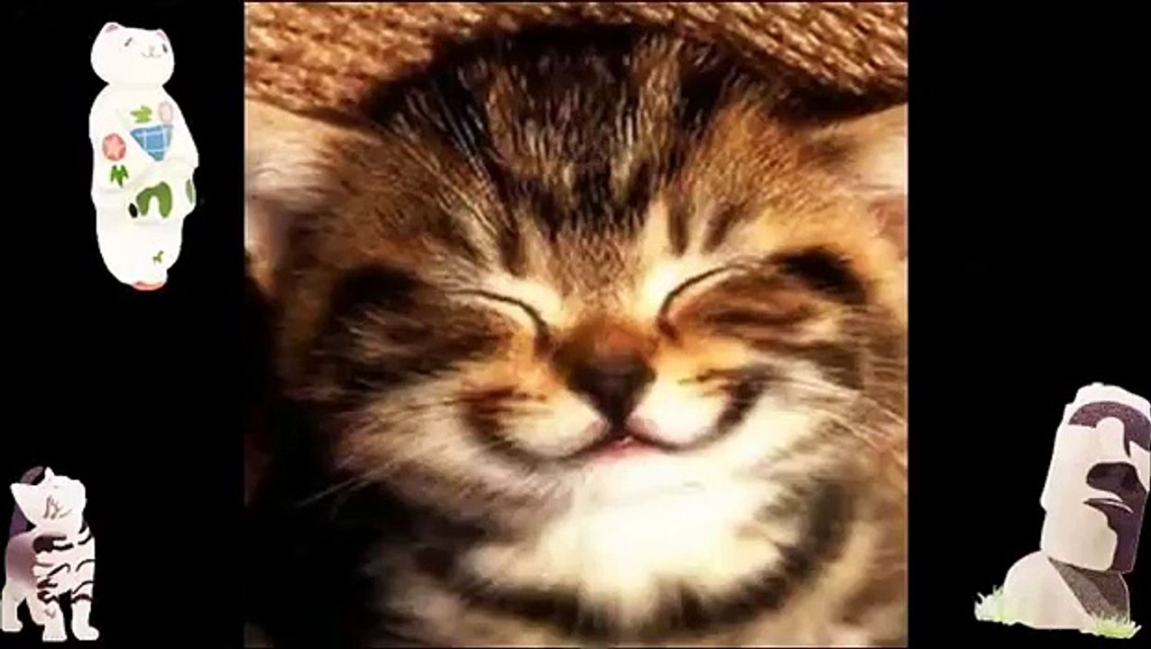 Funny Vidio Animal Compilation Funny Videos A Funny Cat Photos With Captions