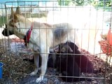German Shepherd Rescue of Central Florida Presents the Constellation Puppies at Six weeks