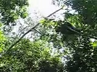 Chimps going nuts during the monkey hunt, Kibale, Uganda