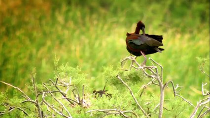 DOÑANA 4 ESTACIONES. TRAILER