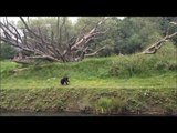 Dublin Zoo - Funny Chimps
