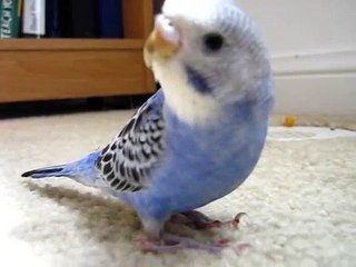 Sexing Budgies pt. 2 - female