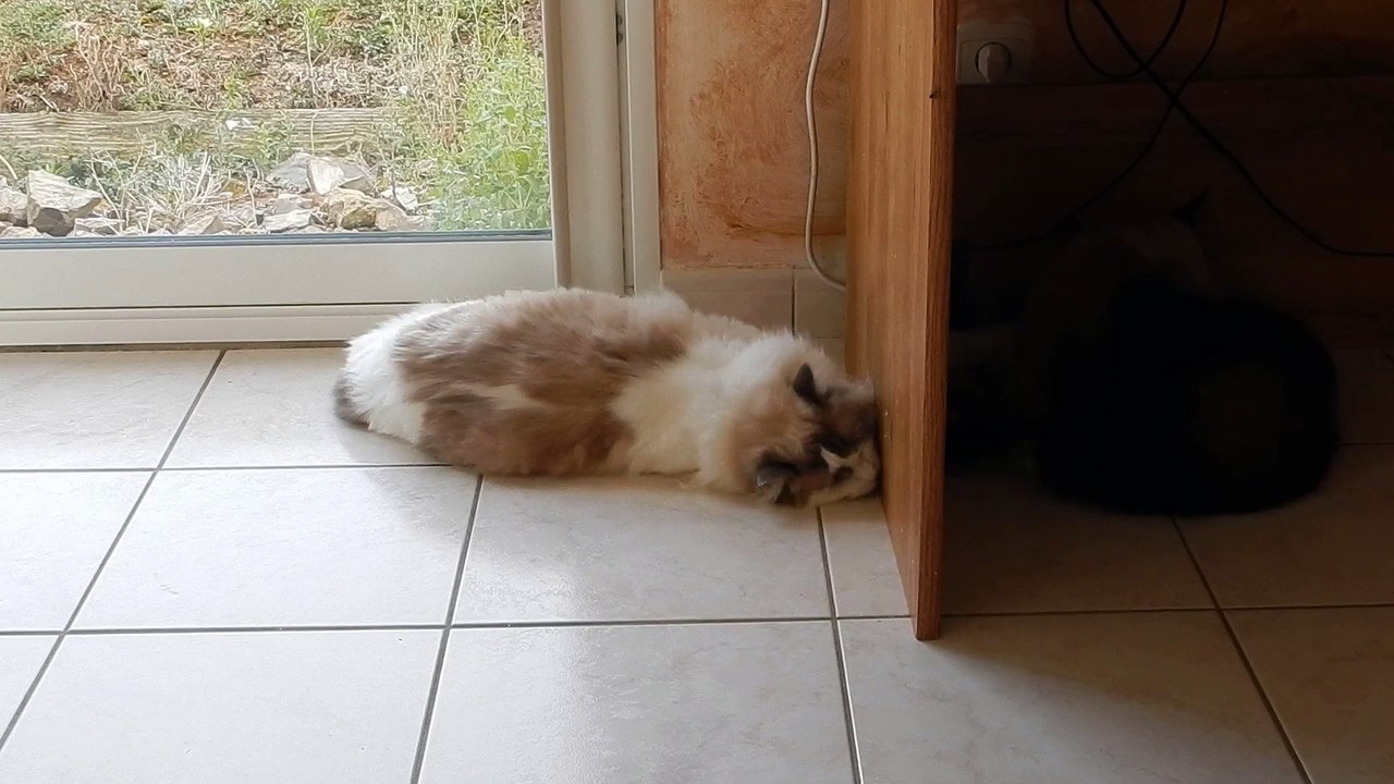 bonheur d'être ragdoll