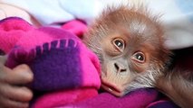 La piccola orango orfana che ha commosso il web...