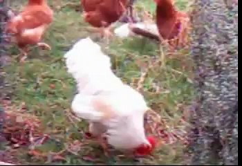 Buster Vs Rooster 1