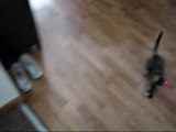Kittens   laser pointer   hardwood floors