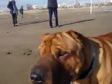 Hogan perro shar-pei jugando en la playa de sagunto