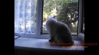 Funny Cats Animal Funny crazy Video 2014
