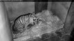De geboorte van drie tijgerwelpjes in DierenPark Amersfoort