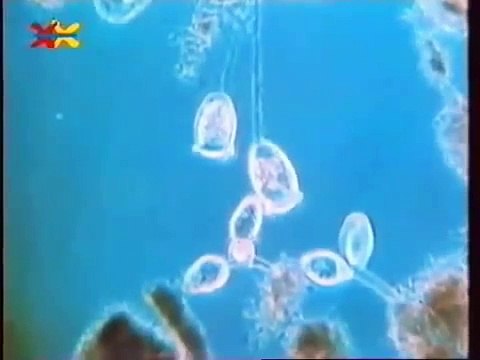 Peter Lustig Löwenzahn Classics Mittendrin 04 - in einer Kläranlage Folge 2 mit Peter Lustig