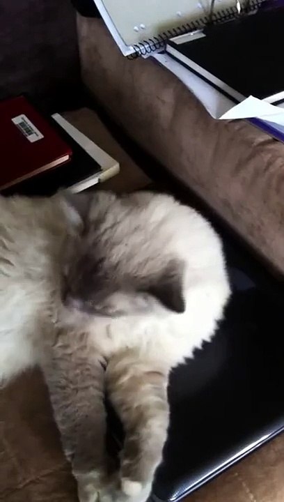 Talking Ragdoll Cat