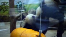 2014.5.12毀樹圓仔找媽媽玩(The Giant Panda Cub Yuan-Zai Destory Branches)