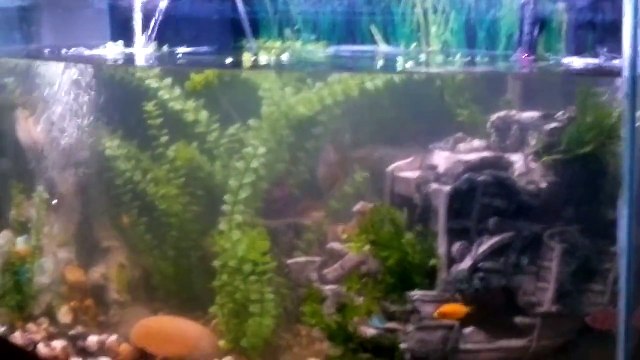 FRESHWATER FISH AQUARIUM CLEAN-UP (GRAVEL VAC)