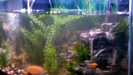 FRESHWATER FISH AQUARIUM CLEAN-UP (GRAVEL VAC)