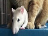 Rat loves cat! - Rejection (Part 2)