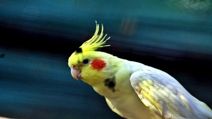 Canto para calopsitas  - Fui Morar Numa Casinha