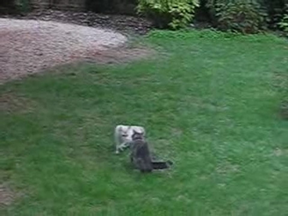 les chats qui se mettent sur la tronche