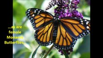 Raise Monarch Butterflies in your yard