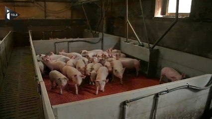 Une éleveuse trouve "déplorable" l'absence de Cooperl et Bigard