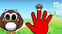 Finger Family owl Cartoon Family Nursery Rhymes | Finger Family Birds | Daddy Finger Rhymes