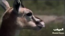 PREDATOR ANIMALS - Ferocious predator attacks, breathtaking animal video!