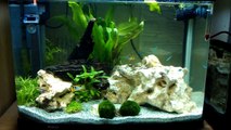 HD!! Dwarf Cichlid Planted Fish Tank - Kribs - Blue Ram - YOYO Loach - Green Neon Tetra - L128 Plec