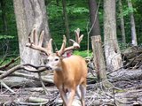 SCI or Boone & Crockett Deer Whitetail video #1