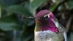 This Annas Hummingbird Bird can change his plumage color!