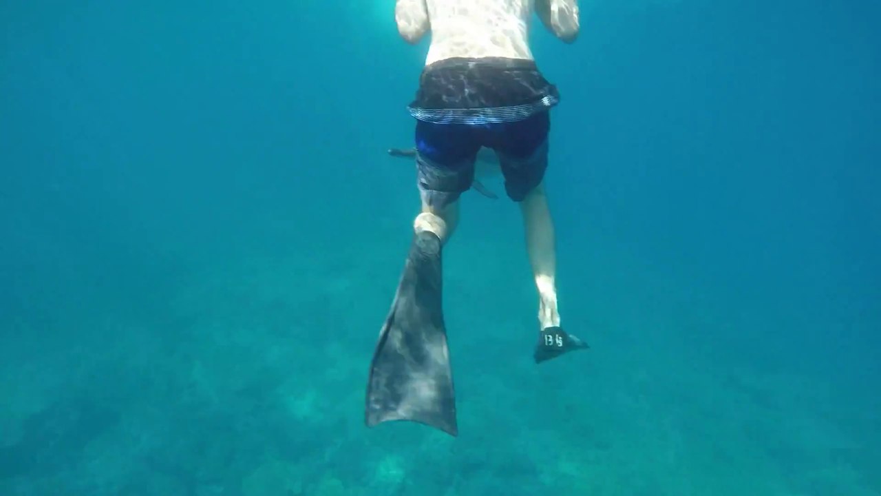 Un dauphin sauvage joue avec des plongeurs et saute autour d'eux !