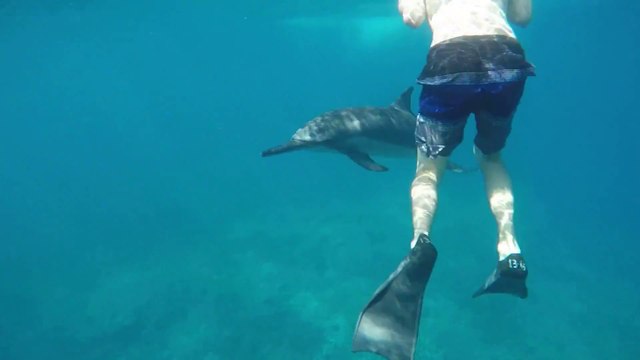Dolphin Performs Triple Barrel Rolls To Entertain Human Swimmers