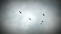 Giant Flock of Seagulls Flying by the Beach in the Winter