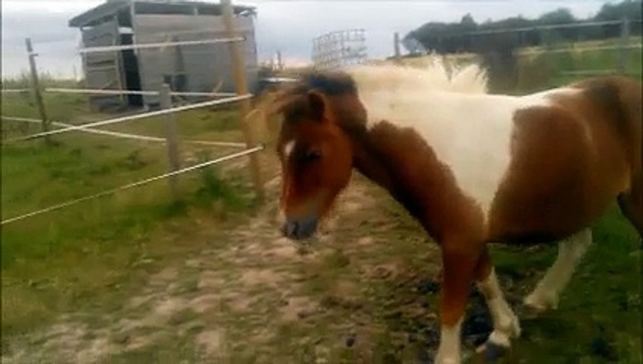 Cara mise du licol et marche arrêt