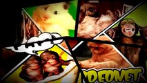 Mejores Videos de Risa 2015 -  Gatos/perros/caidas/golpes/animales chistosos