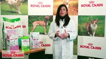 Las fibras de los alimentos - Nutrición Royal Canin