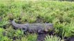 Encountering an alligator during upland field work