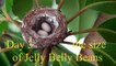 Baby hummingbirds life cycle from start to finish. Must see! Awesome!