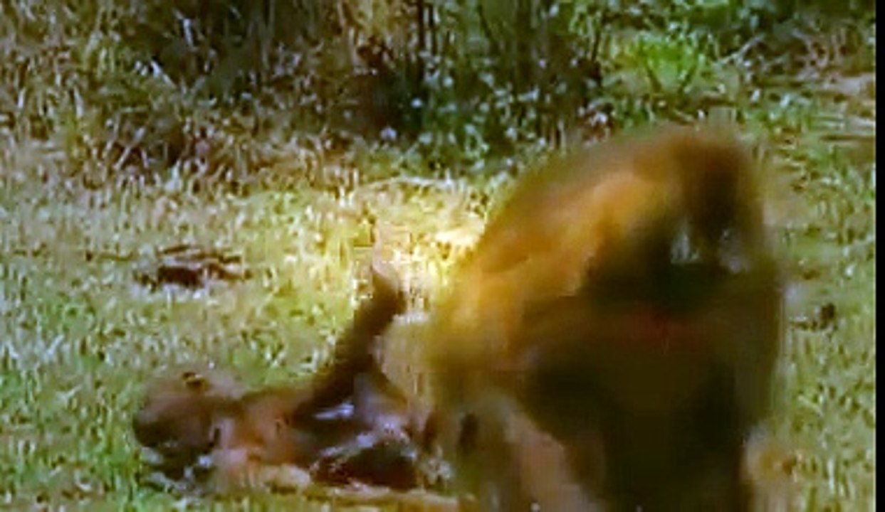 World of the BleedingHeart Baboon ANIMAL DOCUMENTARY