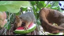 Animals Enjoy Eating Watermelons Compilation Low