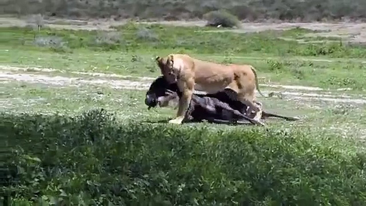 Lion Kills a Wildebeest
