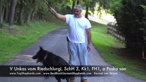 V Unkas vom Riedschlurgi - Kennel von Wiese - Best Black German Shepherds
